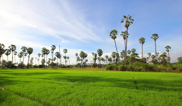 Green Rice Field with the palm tree — Stock Photo, Image