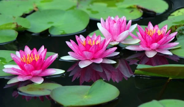 Bellissimo fiore di loto — Foto Stock
