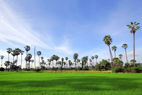 Green Rice Field with the palm tree — Stock Photo, Image