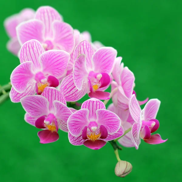 Çiçek açan orkide — Stok fotoğraf