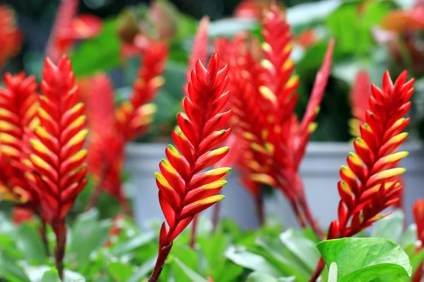 bromeliad veya vriesea çiçeği