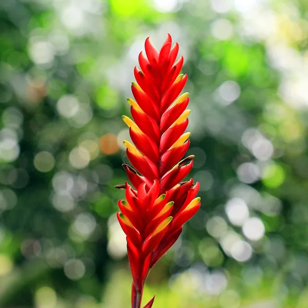 Бромелия или Фризея splendens — стоковое фото