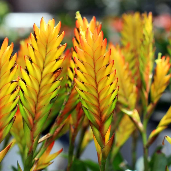Bromeliad or vriesea splendens — Stock Photo, Image