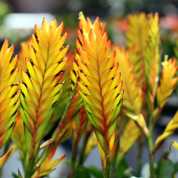 bromeliad veya vriesea çiçeği