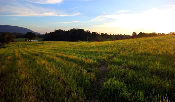 Coucher de soleil sur la prairie — Photo