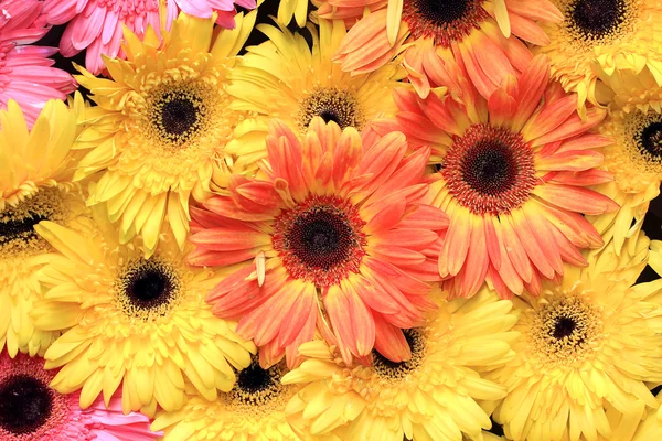 Beautiful gerbera or Barberton daisy — Stock Photo, Image