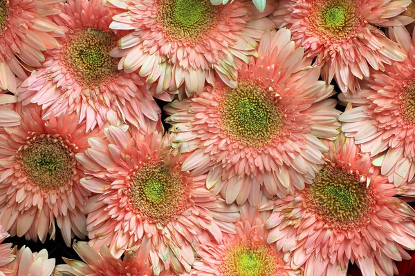 Beautiful gerbera or Barberton daisy — Stock Photo, Image