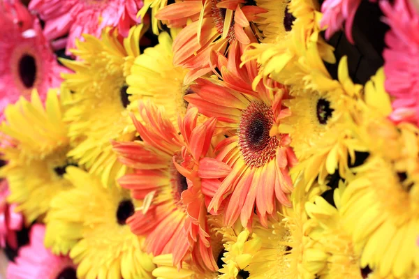 Vackra gerbera eller barberton daisy — Stockfoto