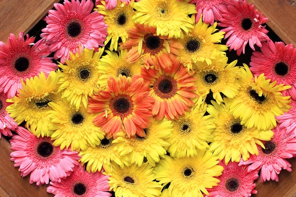 Vakre gerbera eller Barberton daisy – stockfoto