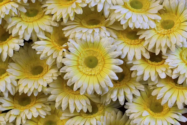 Krásná dekorace Květina Umělá — Stock fotografie