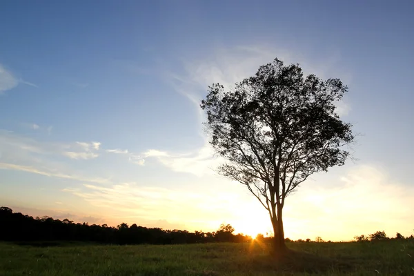 Silhouet van eenzame boom bij zonsondergang — Stockfoto
