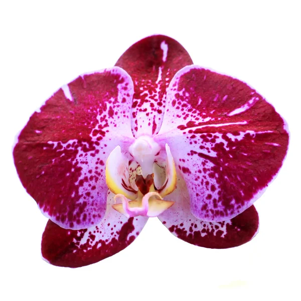 Orchidée en fleurs isolée sur blanc — Photo
