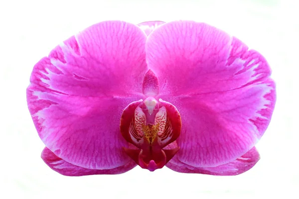 Blooming orchid on white background — Stock Photo, Image