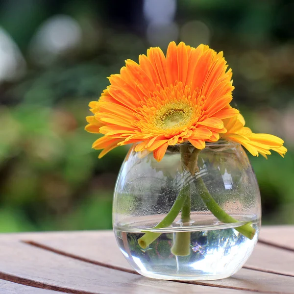 Beautiful gerbera or Barberton daisy — Stock Photo, Image