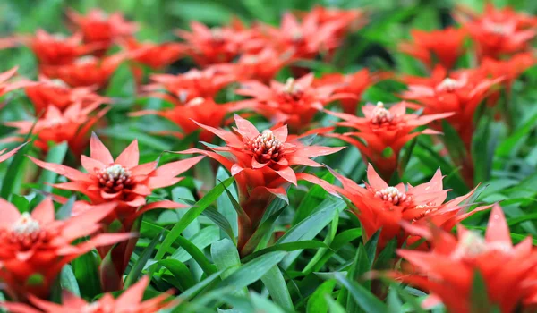 Krásná guzmania magnifica květ — Stock fotografie
