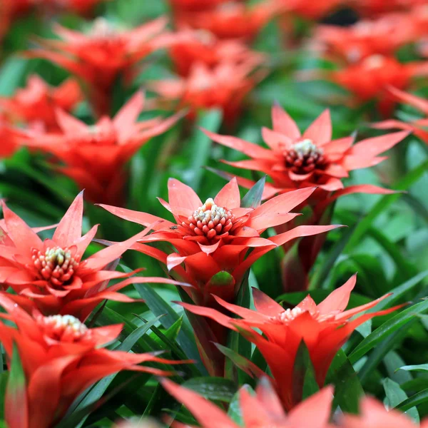 Hermosa guzmania magnifica flor —  Fotos de Stock
