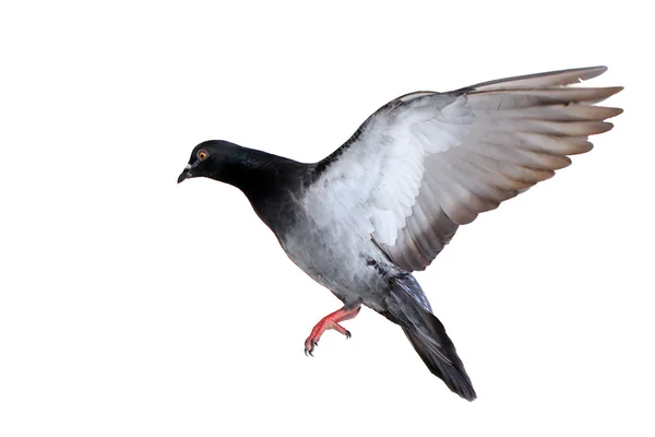 Pigeon volant isolé sur blanc — Photo