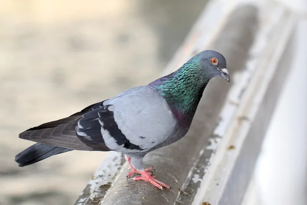 Closeup of pigeon — Stock Photo, Image