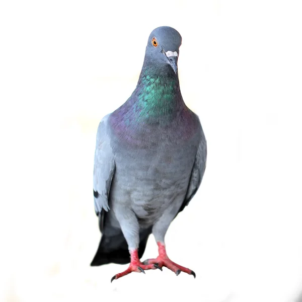 비둘기 흰색 절연 — 스톡 사진