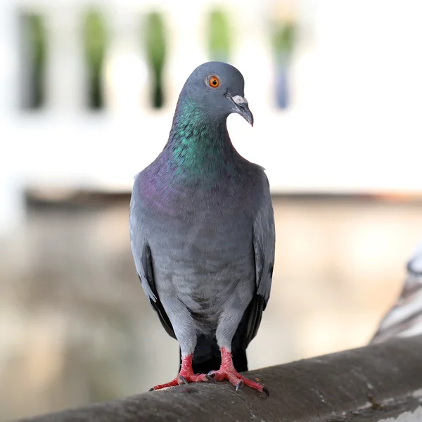 Closeup of pigeon — Stock Photo, Image