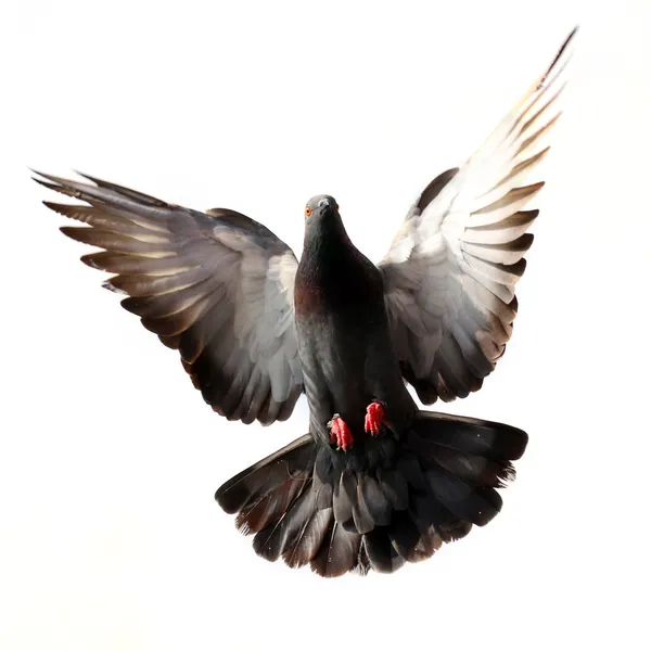 Pigeon volant isolé sur blanc — Photo