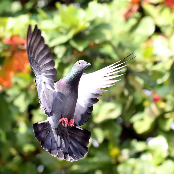 Doğal uçan güvercin — Stok fotoğraf