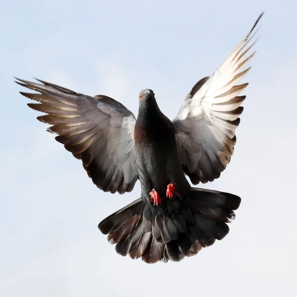 Pombo voador contra o céu bonito — Fotografia de Stock