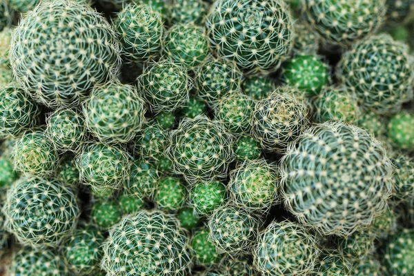 Primo piano di bellissimo cactus — Foto Stock