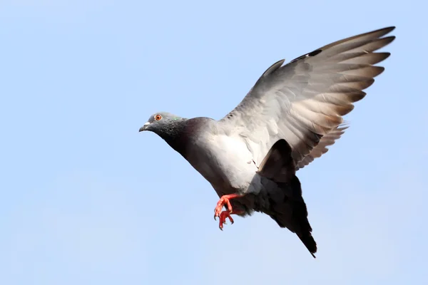 Flying pigeon — Stock Photo, Image