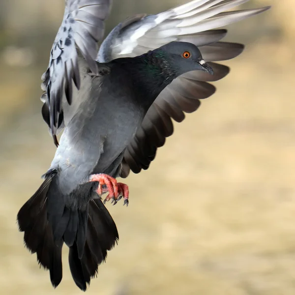 Pombo voador — Fotografia de Stock