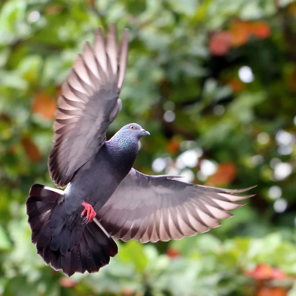 Flying pigeon — Stock Photo, Image