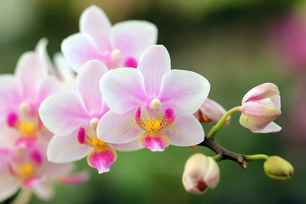 Closeup of beautiful orchid — Stock fotografie