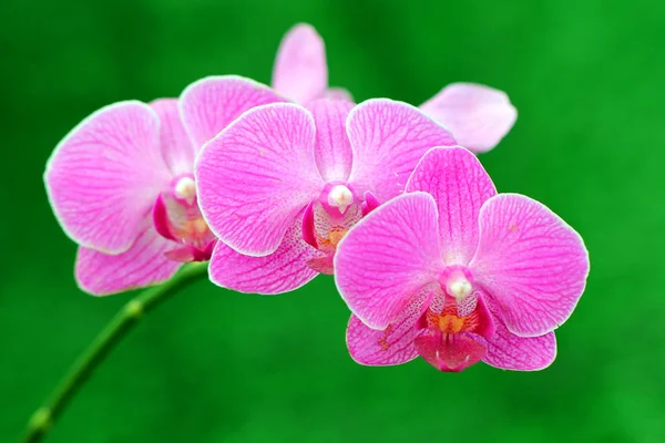 Primer plano de la orquídea hermosa — Foto de Stock