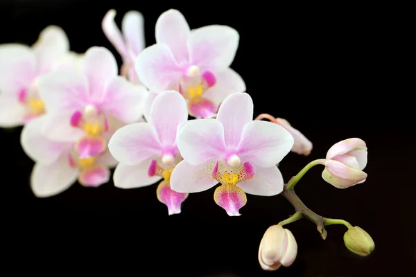 Blühende Orchidee — Stockfoto