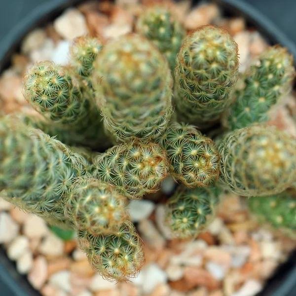 Primer plano de bellos cactus — Foto de Stock
