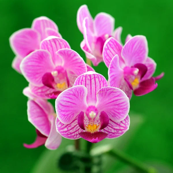 Blooming orchid in garden — Stock Photo, Image