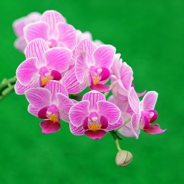 Blühende Orchidee — Stockfoto