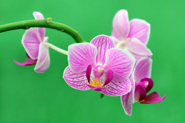 Blühende Orchidee — Stockfoto