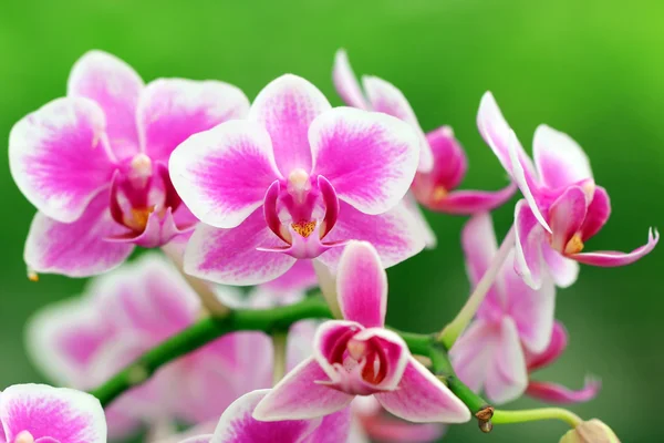 Blooming orchid in garden — Stock Photo, Image