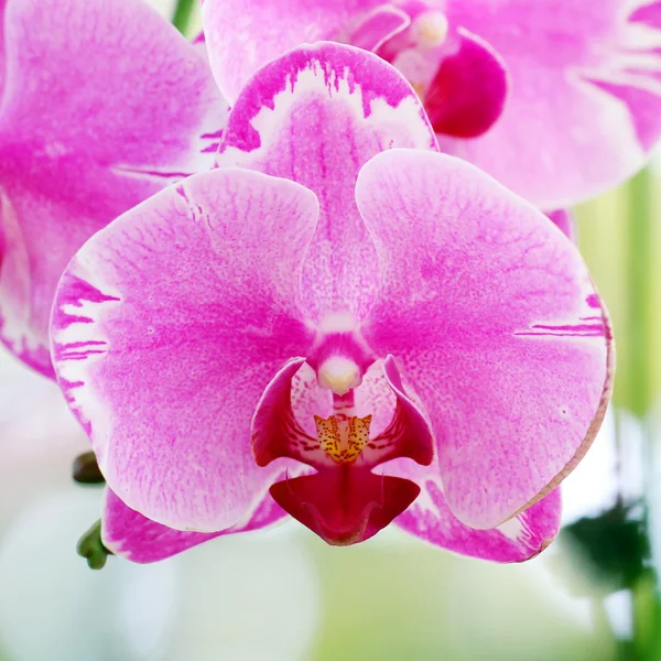 Blühende Orchidee — Stockfoto