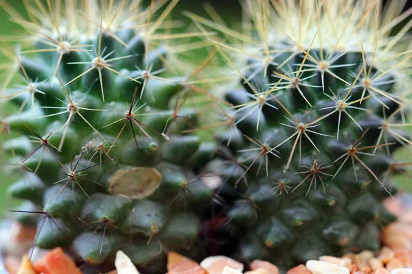 Primer plano de bellos cactus — Foto de Stock