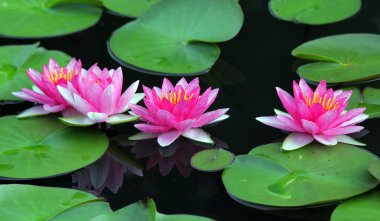 Güzel nilüfer çiçeği