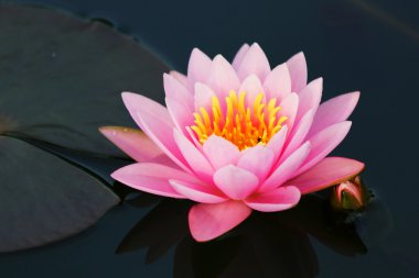 güzel çiçek açan lotus çiçeği