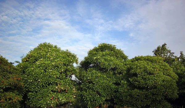 Зелене дерево і блакитне небо — стокове фото