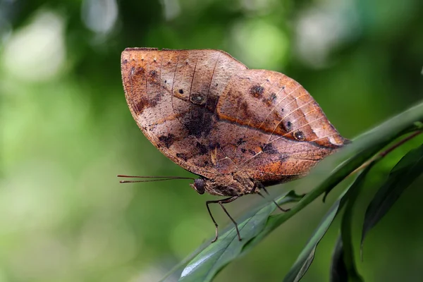 Bela borboleta — Fotografia de Stock