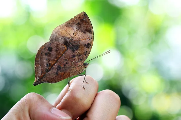Красивая бабочка — стоковое фото