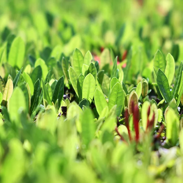 Hoja verde — Foto de Stock