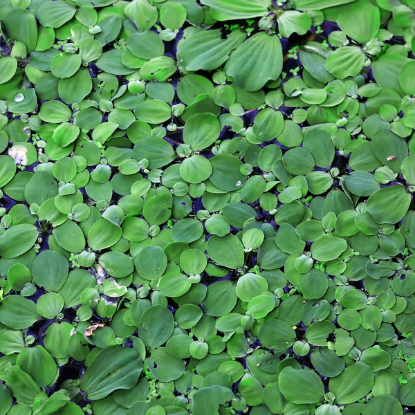 Leaf — Stock Photo, Image