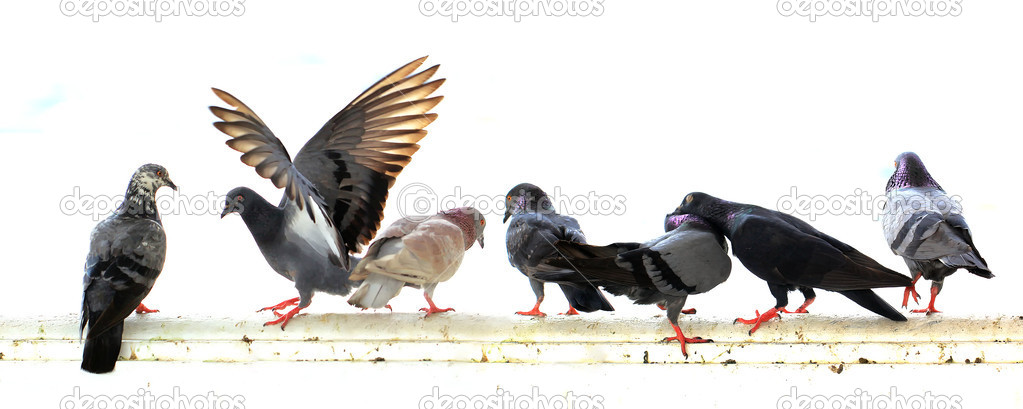 pigeon isolated on white background