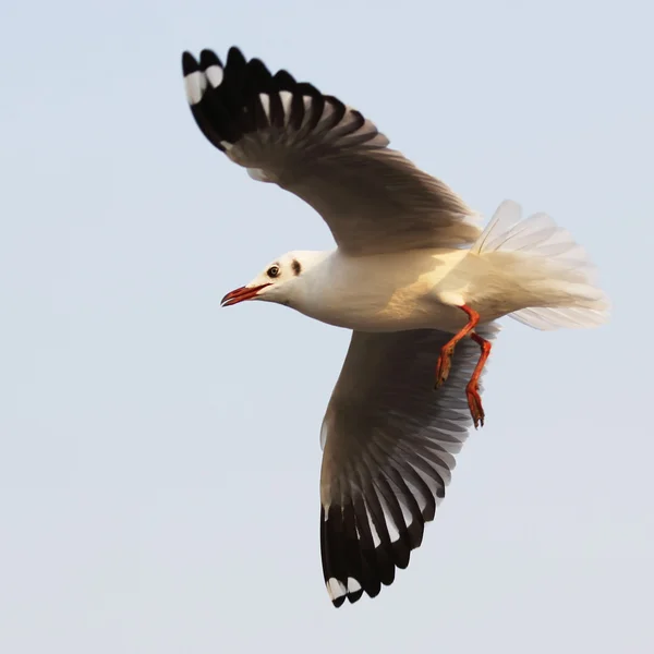 Vliegende zeemeeuw — Stockfoto